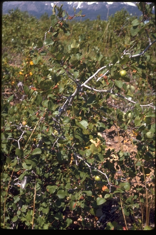 Image of Klamath plum