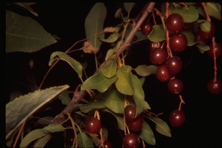 Sivun Prunus virginiana var. demissa (Nutt.) Torr. kuva