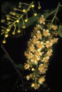 Image of western chokecherry