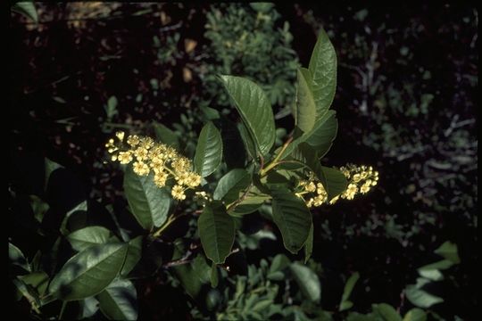 Image of western chokecherry