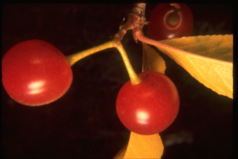 Image of Bitter Cherry