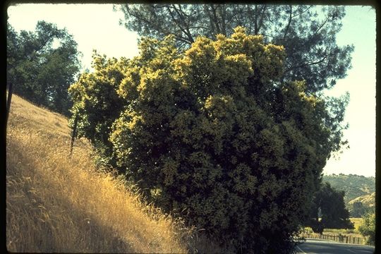 Plancia ëd Prunus ilicifolia (Nutt. ex Hook. & Arn.) D. Dietr.