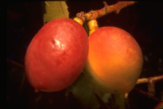 Plancia ëd Prunus ilicifolia (Nutt. ex Hook. & Arn.) D. Dietr.