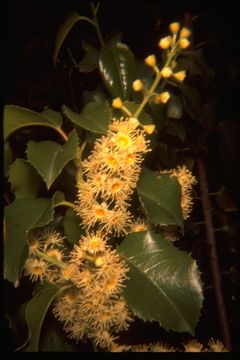 Image de Prunus ilicifolia (Nutt. ex Hook. & Arn.) D. Dietr.