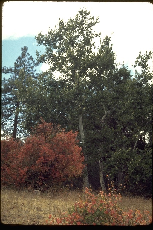 Image of Pacific poison oak