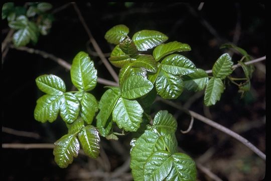 Image of Pacific poison oak