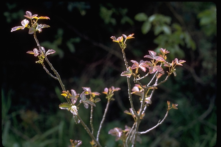 Image of Pacific poison oak