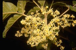 Image of Pacific poison oak