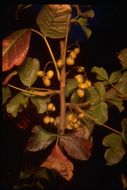 Image of Pacific poison oak