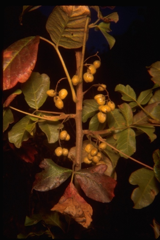 Image of Pacific poison oak