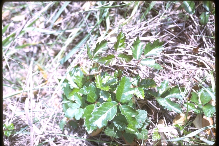 Image of Pacific poison oak