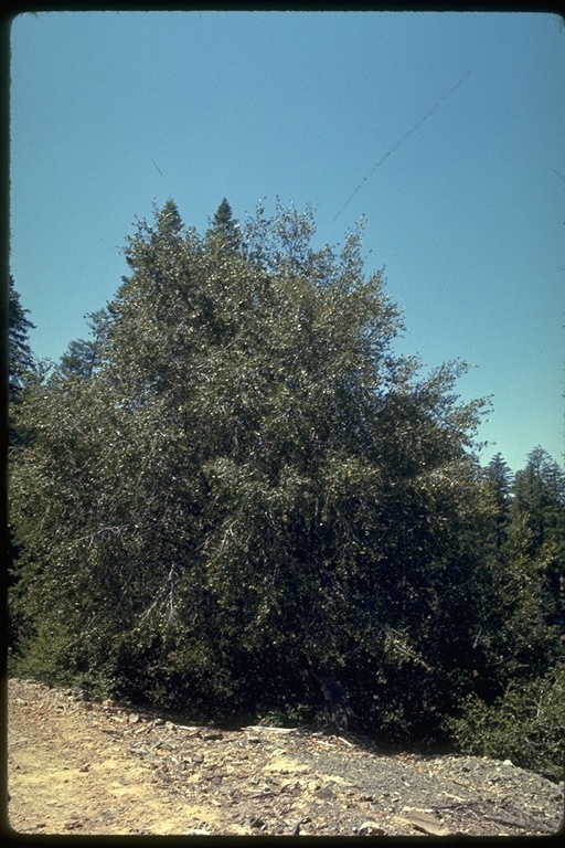 Слика од Quercus chrysolepis Liebm.