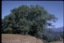 Image of California black oak