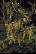 Image of California black oak