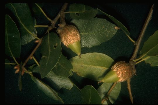 Image of interior live oak