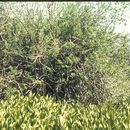Image of undergreen willow
