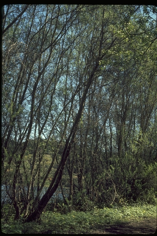 Image of <i>Salix exigua</i> var. <i>hindsiana</i>