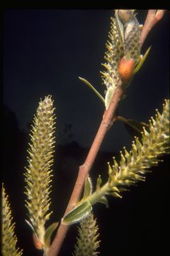 Salix lasiolepis Benth. resmi