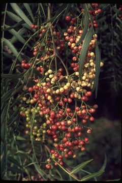 Image of Peruvian peppertree