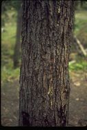 Image of western hemlock