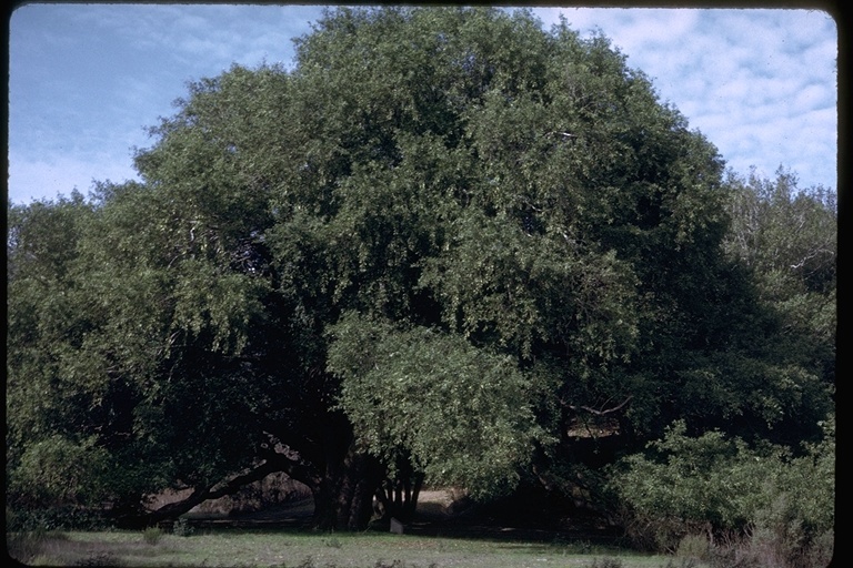 Umbellularia californica (Hook. & Arn.) Nutt. resmi