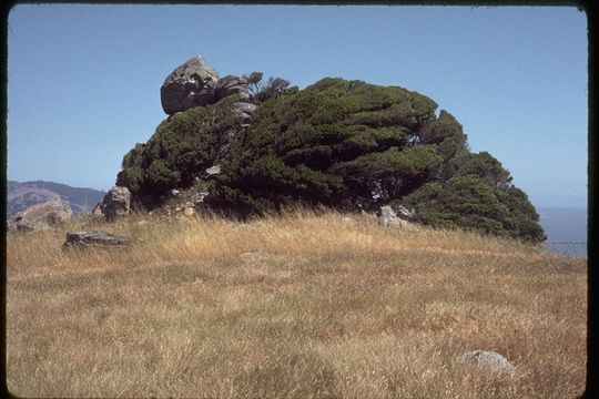 Sivun Umbellularia californica (Hook. & Arn.) Nutt. kuva