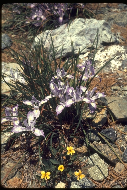 Image of bowltube iris