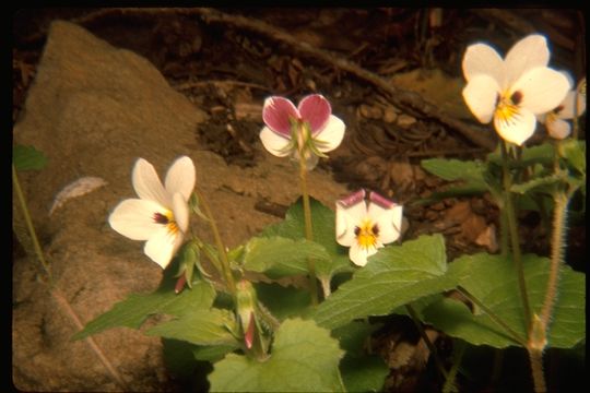 Image de Viola ocellata Torr. & Gray