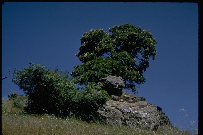 Imagem de Aesculus californica (Spach) Nutt.