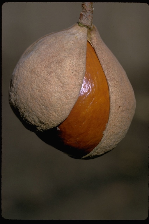 Imagem de Aesculus californica (Spach) Nutt.