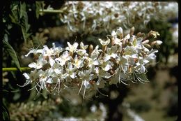 Aesculus californica (Spach) Nutt. resmi