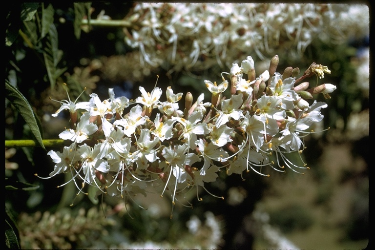 Imagem de Aesculus californica (Spach) Nutt.