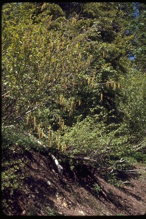 Alnus incana subsp. tenuifolia (Nutt.) Breitung的圖片