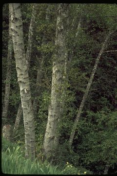 Image of Oregon Alder