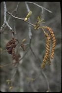 Image of Oregon Alder