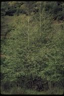 صورة Alnus rhombifolia Nutt.