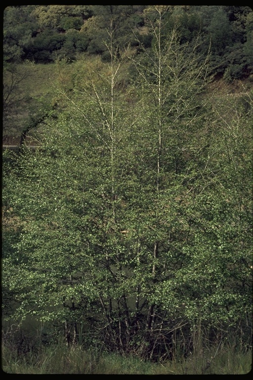 Image of California alder