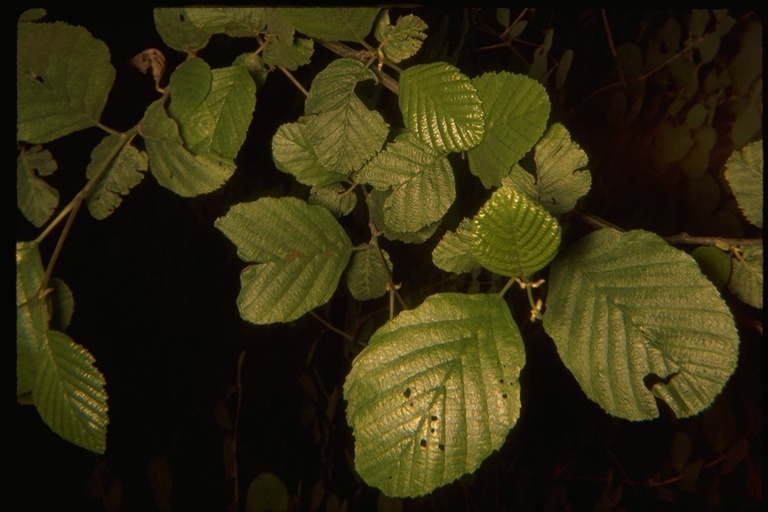 Image of California alder