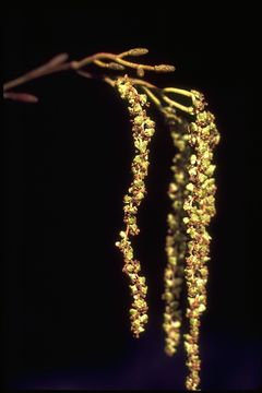 صورة Alnus rhombifolia Nutt.