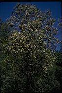 Image of Pacific madrone