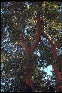 Image of Pacific madrone