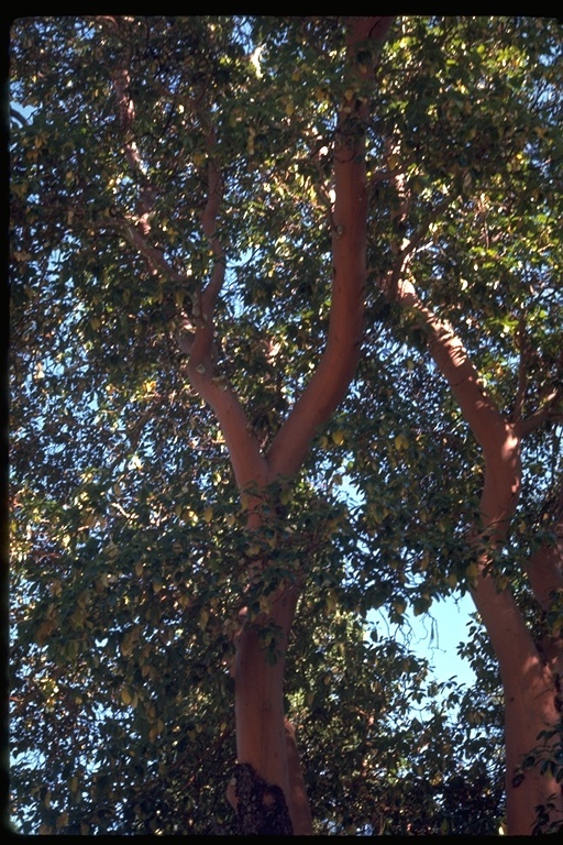 Image of Pacific madrone