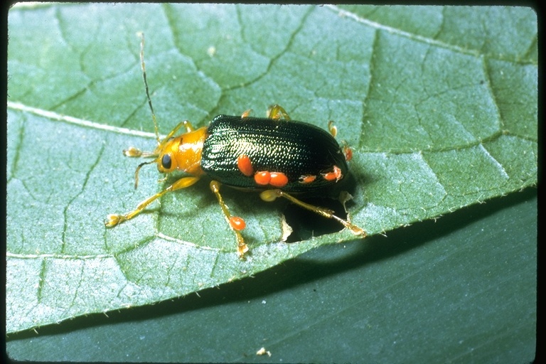 Image of leaf beetles