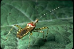 Image of assassin bugs