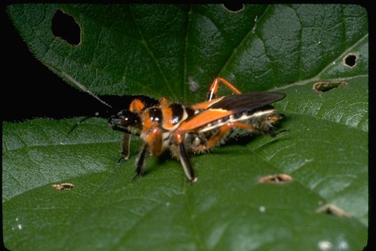 Image of assassin bugs