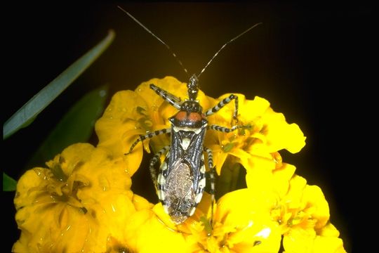 Image of assassin bugs