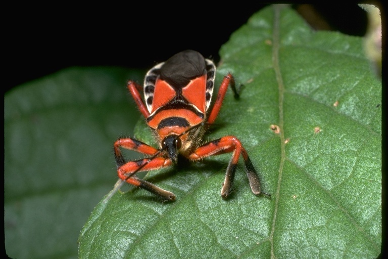 Image of assassin bugs