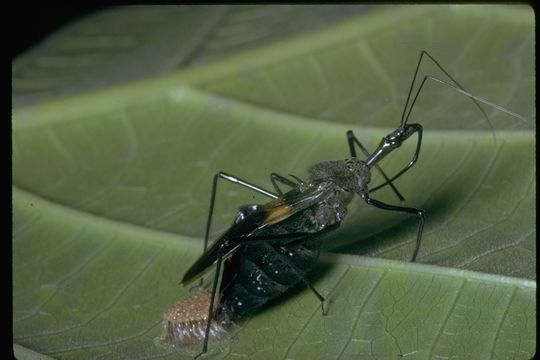 Image of assassin bugs