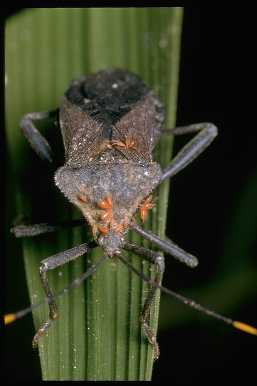 Image of leaf-footed bugs