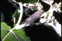 Image of leaf-footed bugs